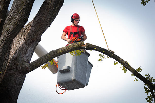 Best Arborist Consultation Services  in Park City, KS